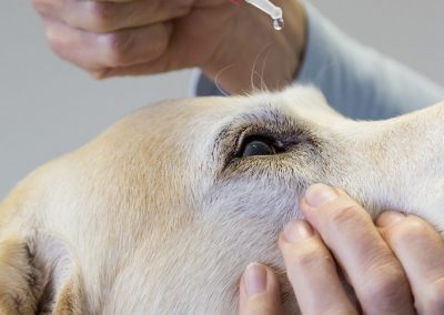 Hund bekommt Augentropfen - Tierarzt Kelkheim
