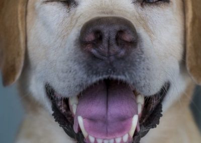 Hund lacht - Tierarzt Kelkheim