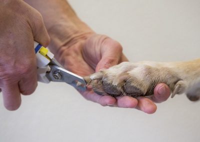 Hund Nägel Schneiden - Tierarzt Kelkheim