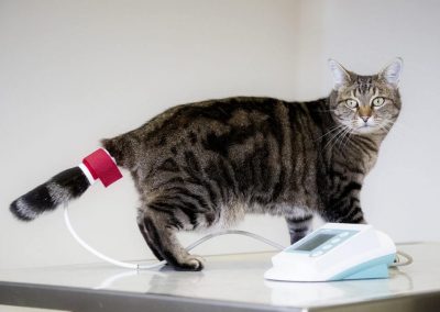 Katze Bludruckmessung - Tierarzt Kelkheim
