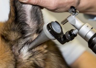 Ohrentest für Hund - Tierarzt Kelkheim