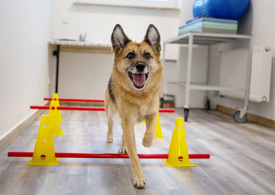 Tierarzt Kelkheim - Physiotherapie Hindernislauf für den Hund