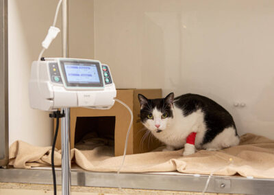 Tierarzt Kelkheim - Katze wird untersucht